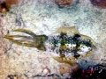Caribbean Reef Squid