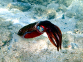 Caribbean Reef Squid