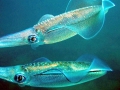 Caribbean Reef Squid