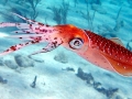 Caribbean Reef Squid