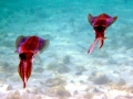 Caribbean Reef Squid