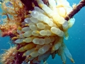 Caribbean Reef Squid