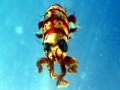 Caribbean Reef Squid