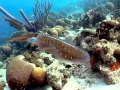 Caribbean Reef Squid