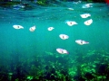 Caribbean Reef Squid