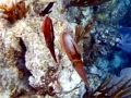 Caribbean Reef Squid