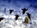 Caribbean Reef Squid