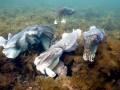 Caribbean Reef Squid