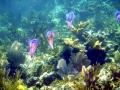 Caribbean Reef Squid