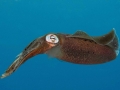 Caribbean Reef Squid