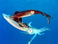 Caribbean Reef Squid