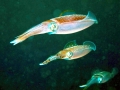 Caribbean Reef Squid