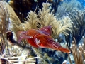 Caribbean Reef Squid
