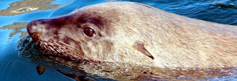 Caspian Seal