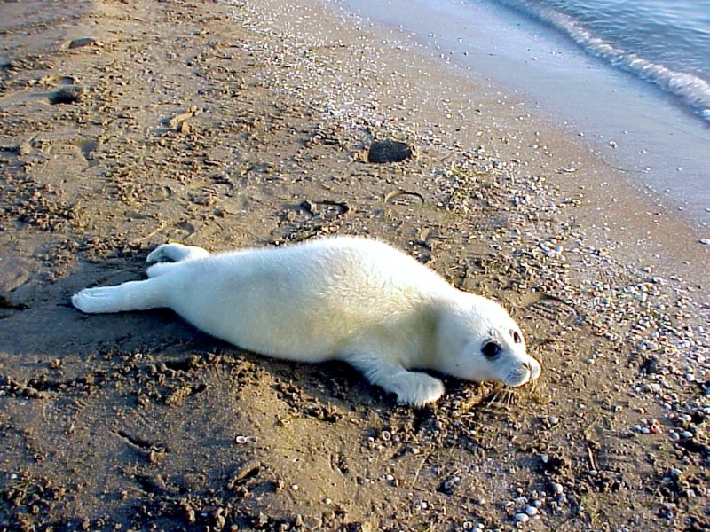 Caspian Seal