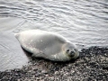 Caspian Seal