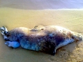 Caspian Seal