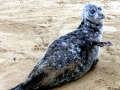 Caspian Seal