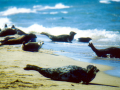 Caspian Seal
