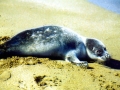 Caspian Seal