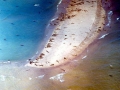 Caspian Seal