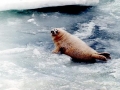 Caspian Seal