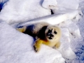 Caspian Seal