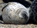 Caspian Seal