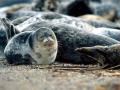 Caspian Seal