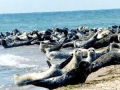 Caspian Seal
