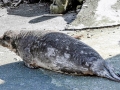 Caspian Seal