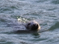 Caspian Seal