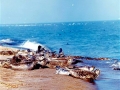 Caspian Seal