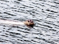 Caspian Seal