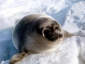 Caspian Seal