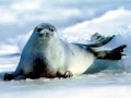 Caspian Seal