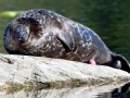 Caspian Seal