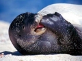 Caspian Seal