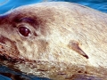 Caspian Seal