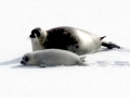 Caspian Seal