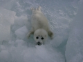 Caspian Seal