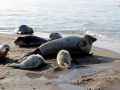 Caspian Seal