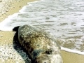 Caspian Seal