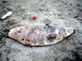 harpooned_seal