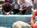 Caspian Seal