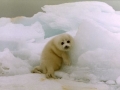 Caspian Seal