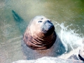 Caspian Seal