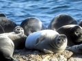 Caspian Seal