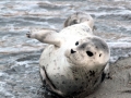 Caspian Seal