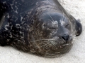 Caspian Seal
